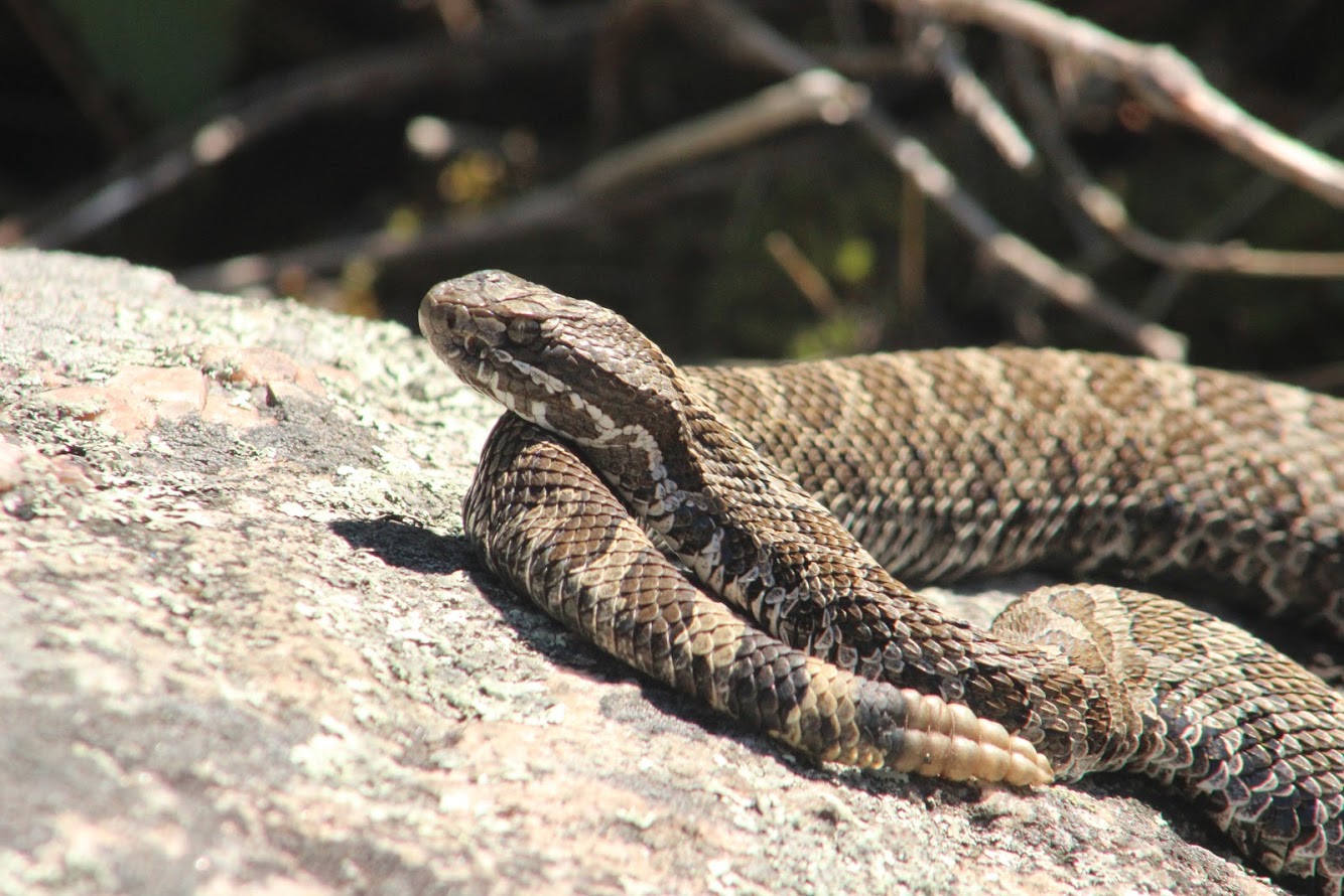 Eastern Massasauga Rattlesnake - Georgian Bay Mnidoo Gamii Biosphere
